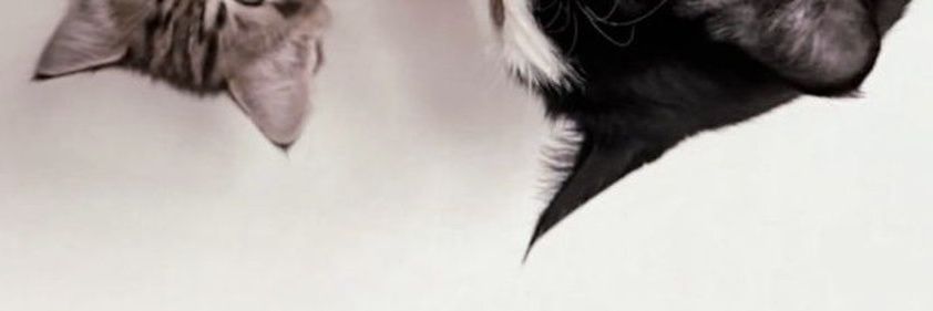 zia 𖹭 banner