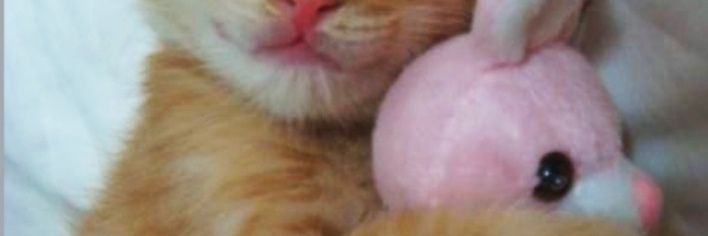 Serra Elendez 𓏲 ˖. ♡̷̸ banner