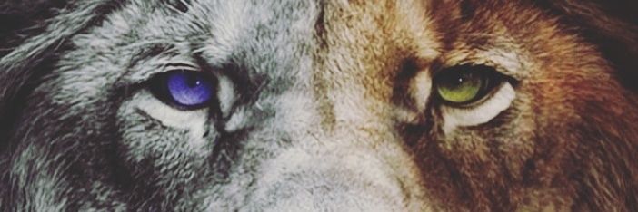 Steven_niro's profile banner image