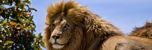 NakhlaNanil Profile Banner