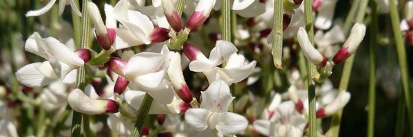 tracydart1 Profile Banner