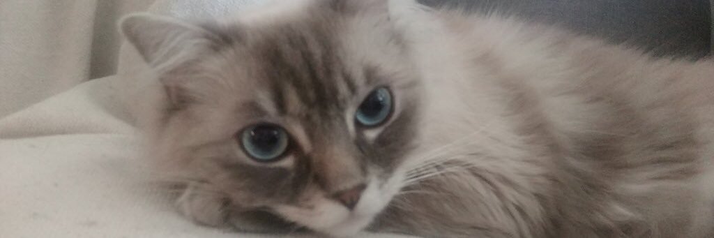 HaileyLynne_'s profile banner image