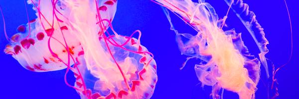 erasmu Profile Banner