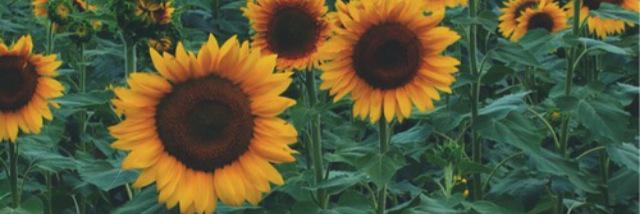 SydMarie94's profile banner image