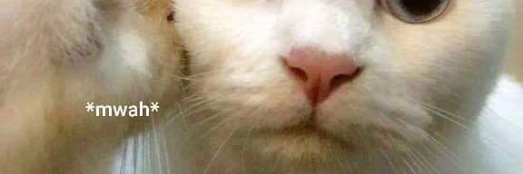 pheyaaaaa's profile banner image