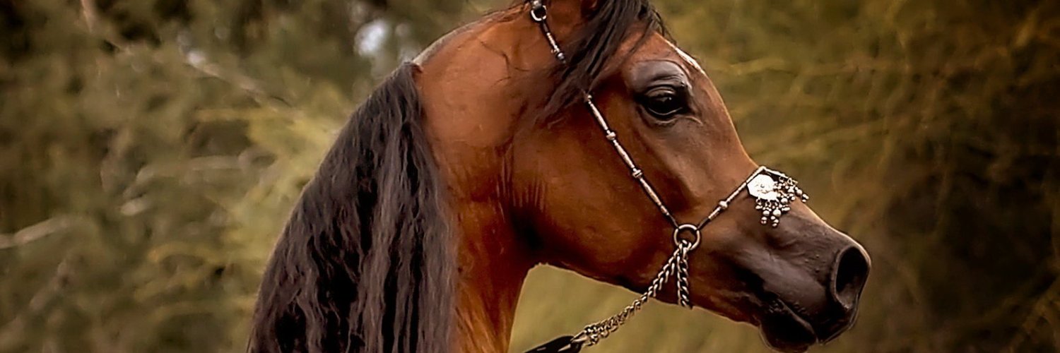 MartelString1's profile banner image