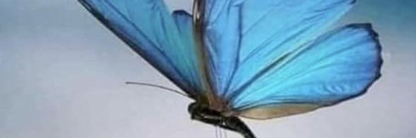evandroquality's profile banner image