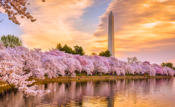 Victoria Haney banner