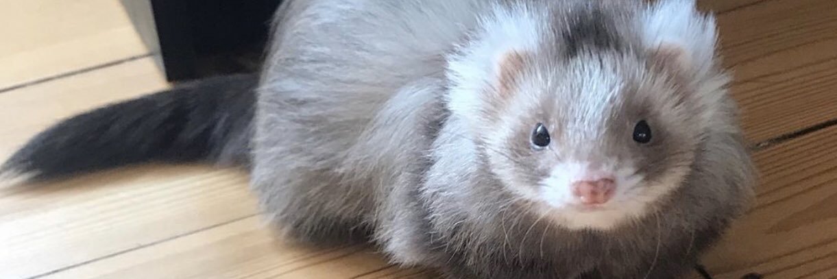 heidiputain's profile banner image