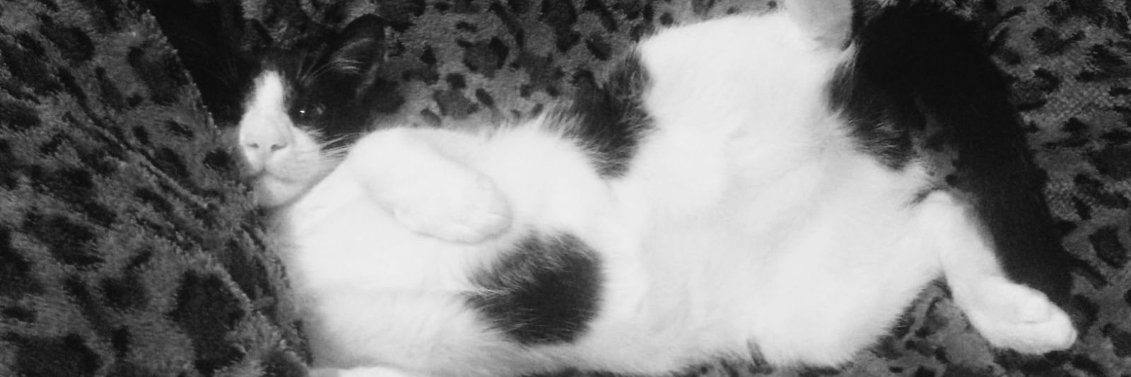 lnn🍯 banner