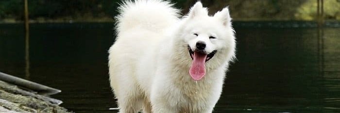 Retard Strength Fren 🐸 🐸 🐸 🐸 🐸 banner