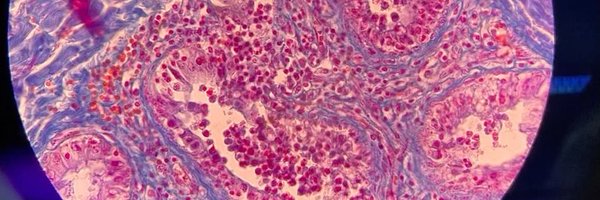 Zoweeis Profile Banner