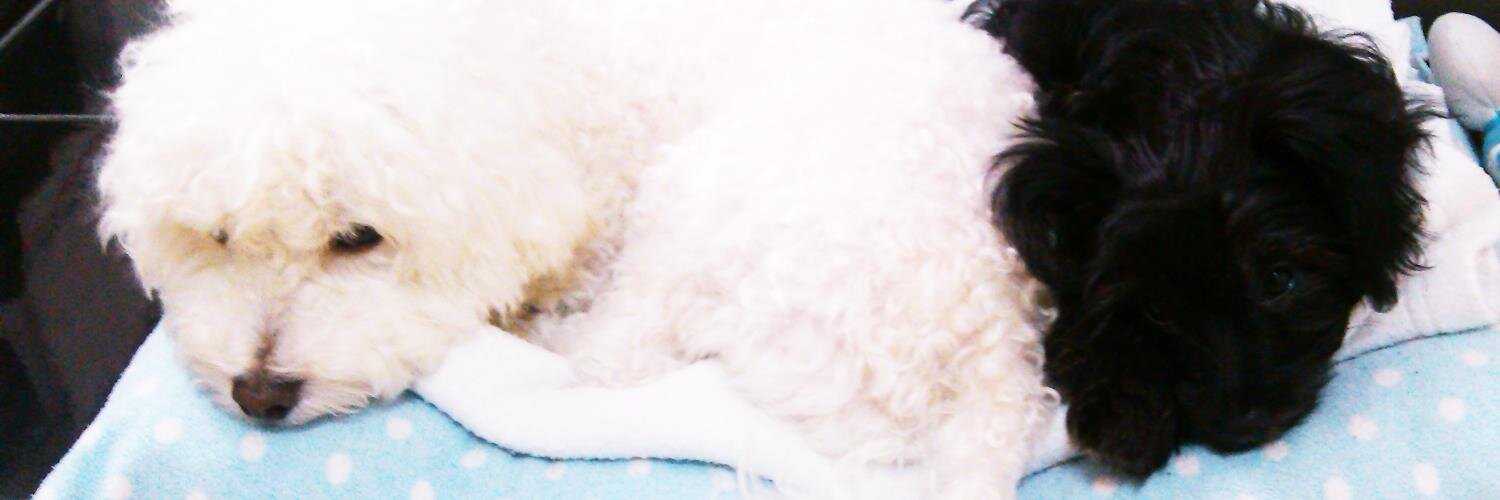Alina_J's profile banner image