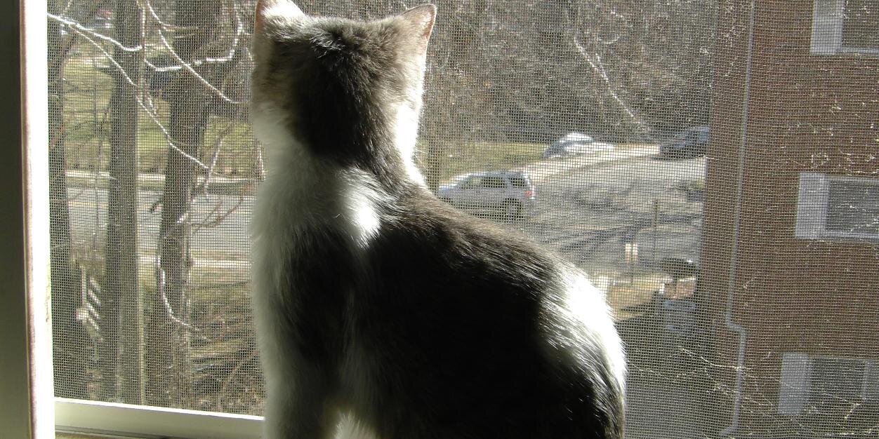 HarrisonCatPics's profile banner image