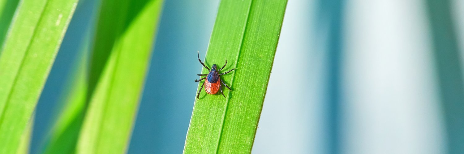 VectorED Network banner