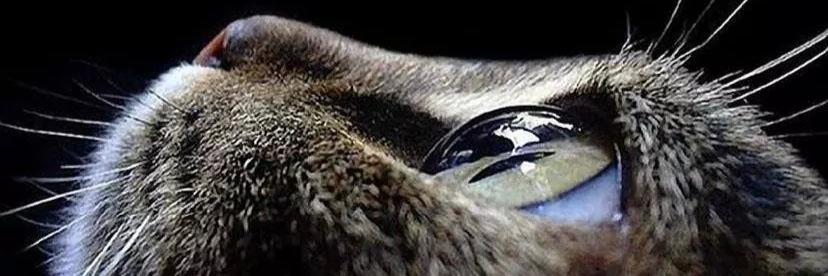 SharonCWalton's profile banner image