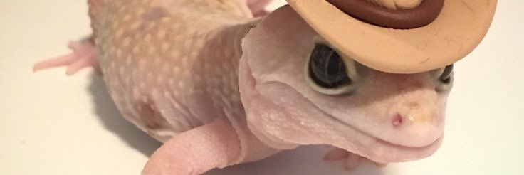 Pechuga-lizard🦎's banner