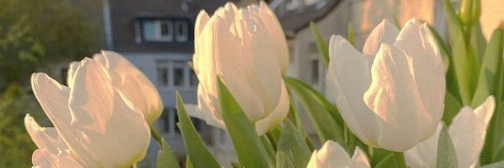 ᴅᴅᴀᴇɴɢ⁷🪭 banner