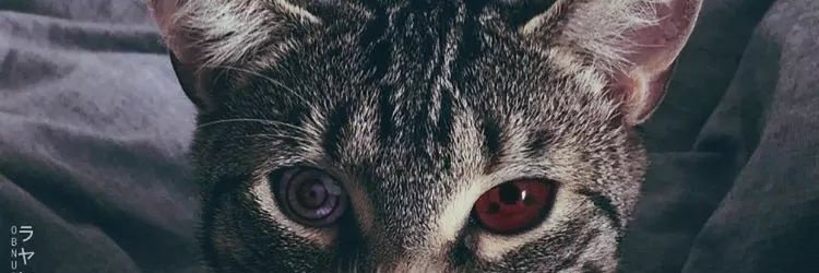 go_norman's profile banner image