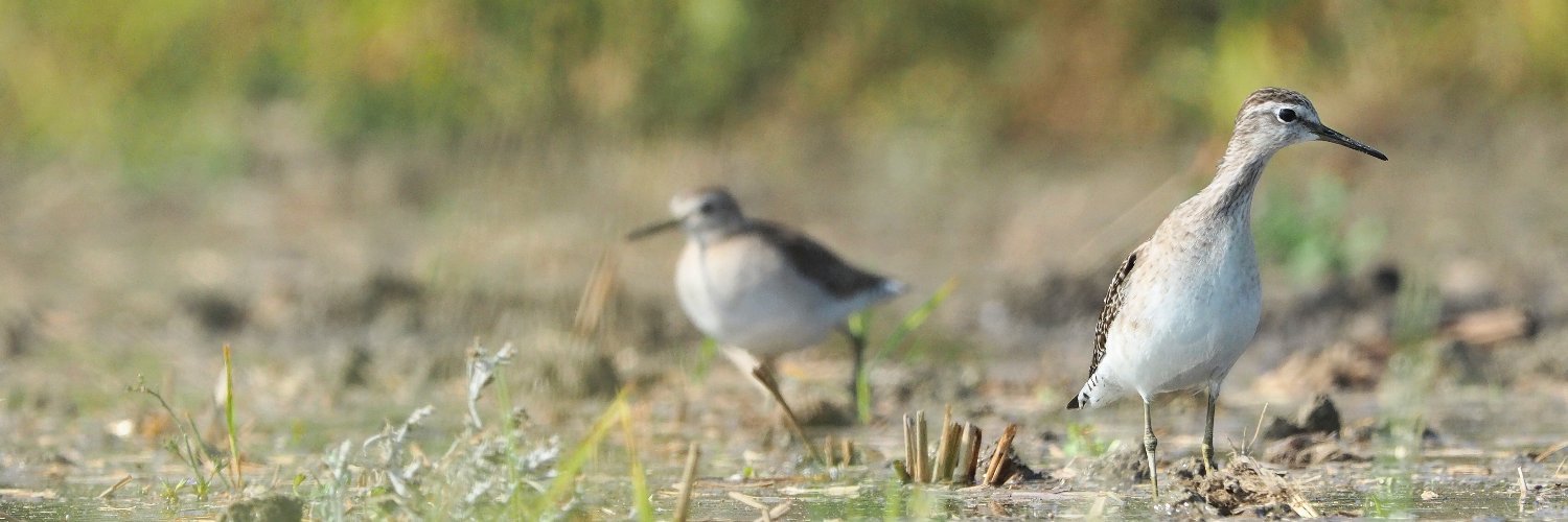 Ann "Sparrow" To banner