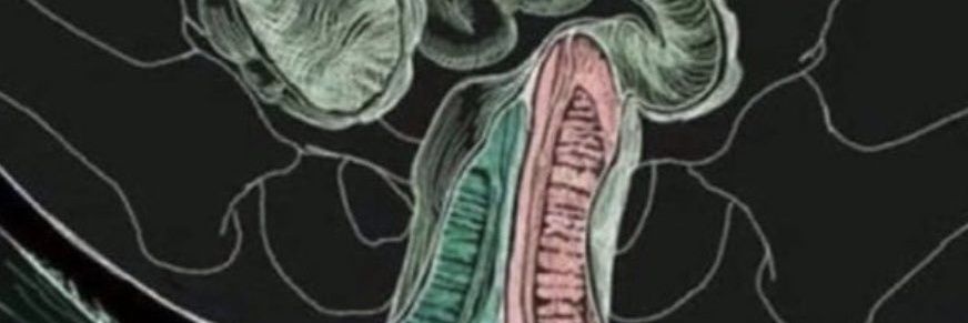 Kalosdz's profile banner image