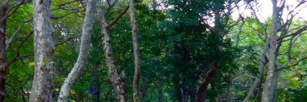 vdimitris's profile banner image