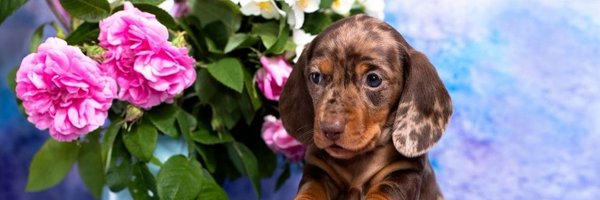 ReneLab34 Profile Banner