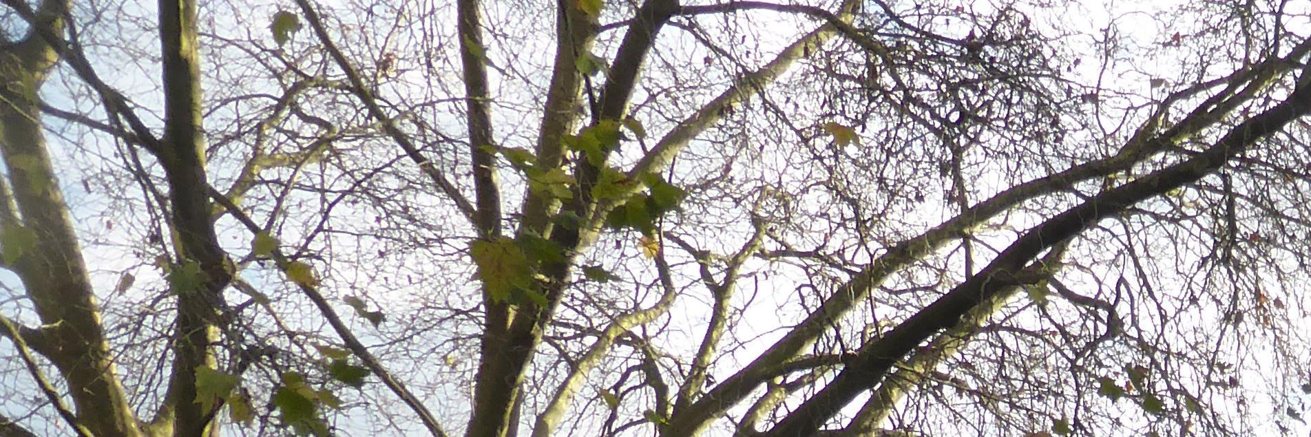 Allegation False banner