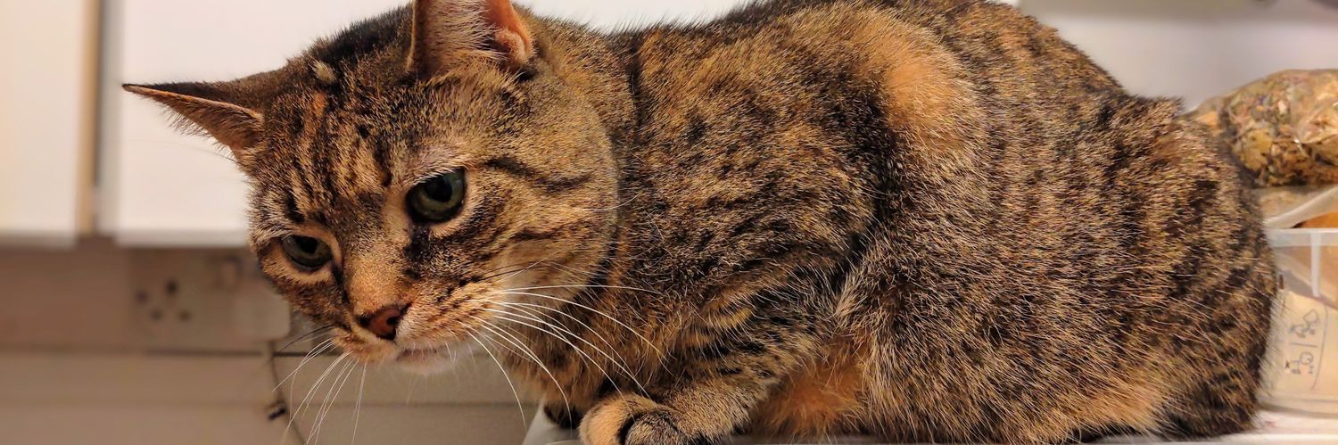 Martha Lauren 🇵🇸 banner