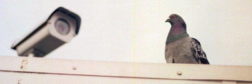 acorbi's profile banner image