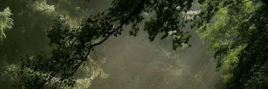 Cara Wesley banner