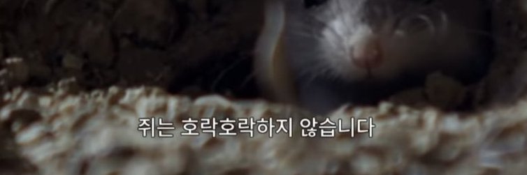 mouse_collector's profile banner image