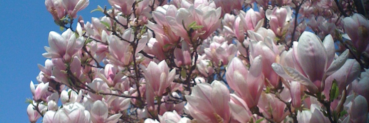 lauraQuarima's profile banner image