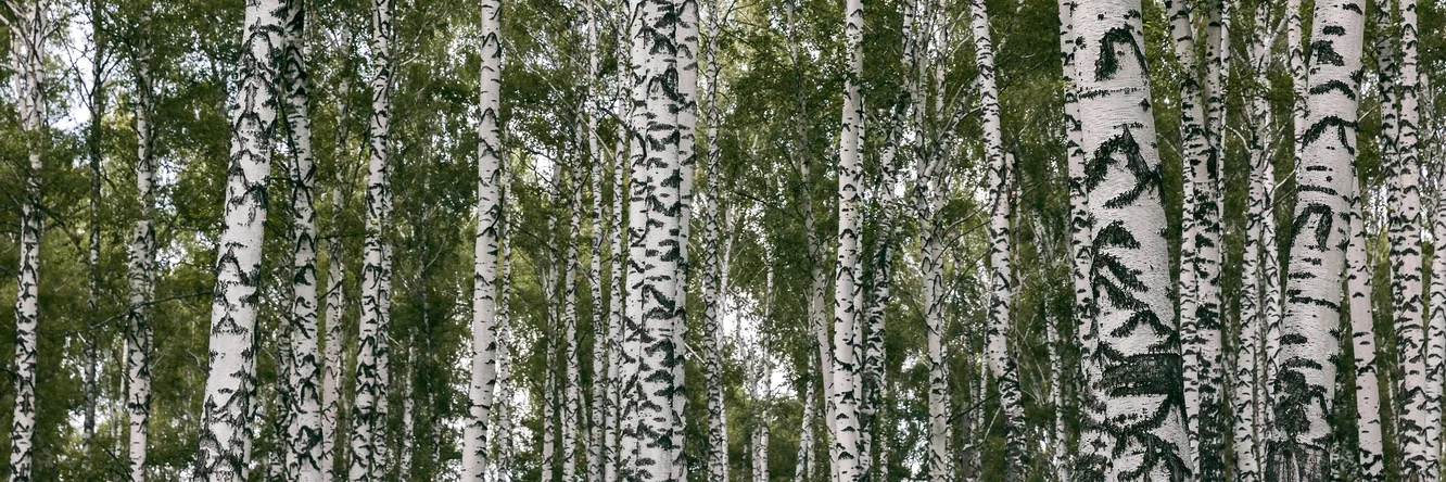 Sebastian J. Bógdan banner