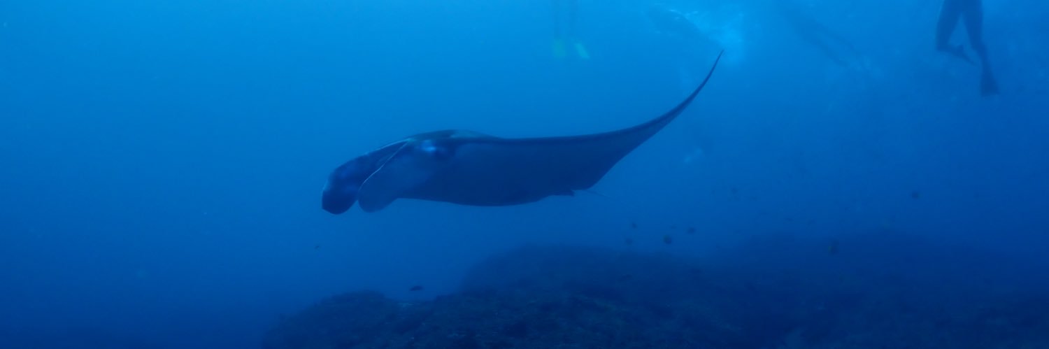 Amanda Pragita S banner