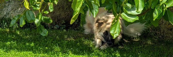 Strahle_Stern Profile Banner