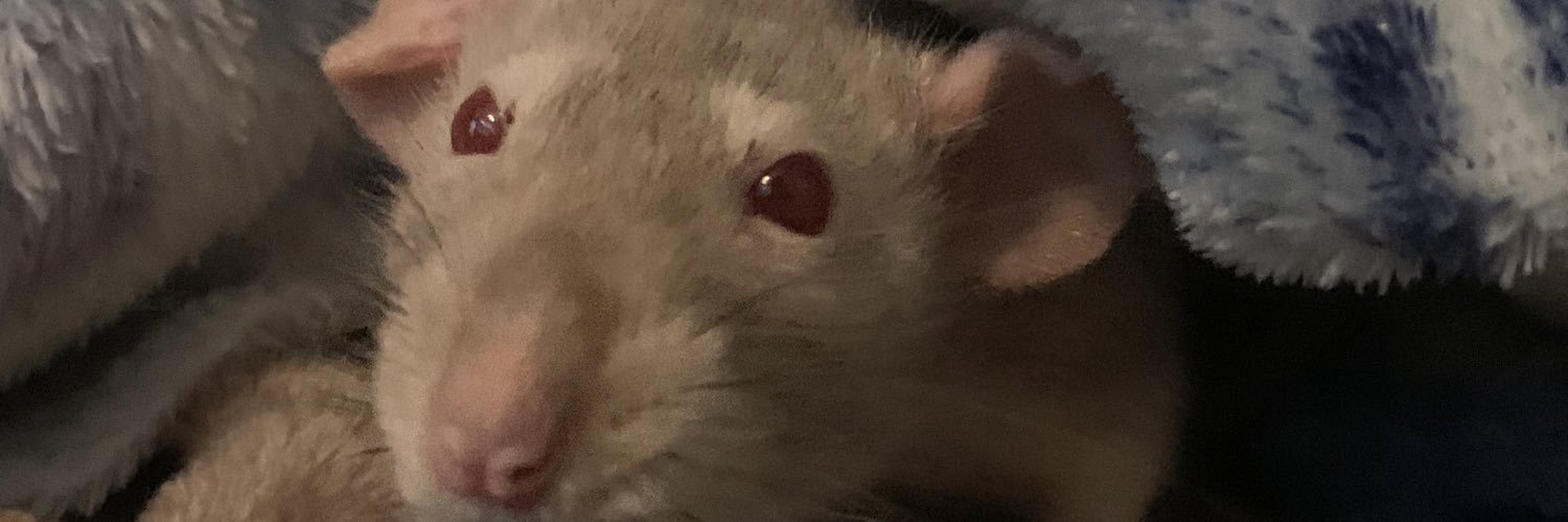 🐁 banner