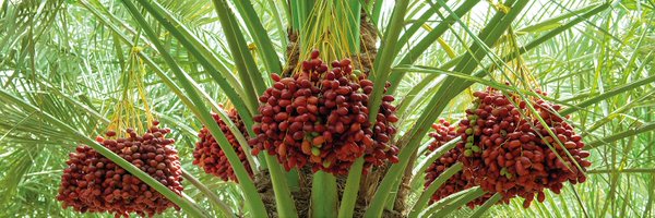 adafsa_gov Profile Banner