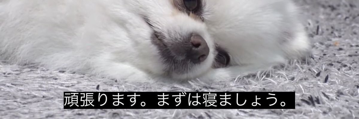 :(ᐢ •̥ ω •̥ ᐢ): banner