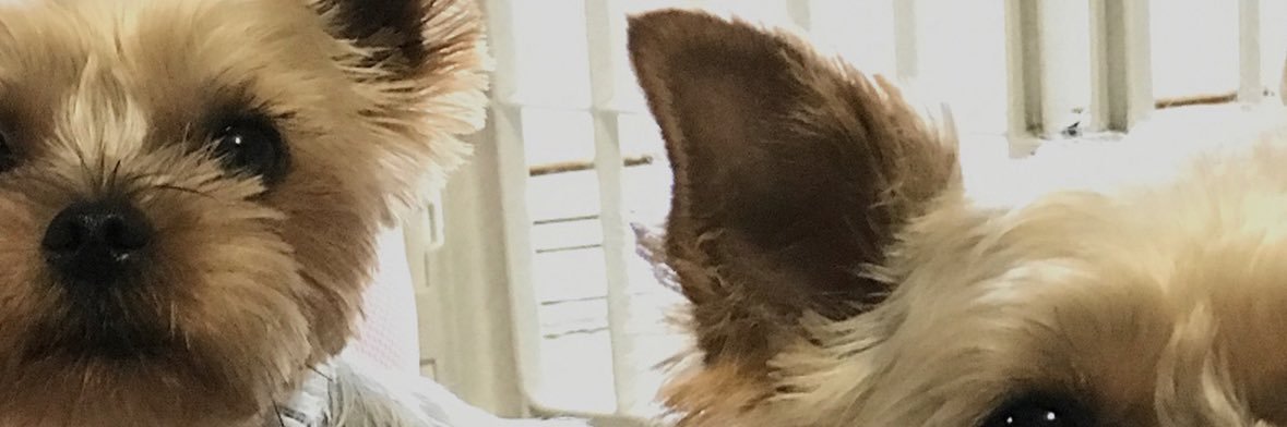 ワンワン隊隊長 banner