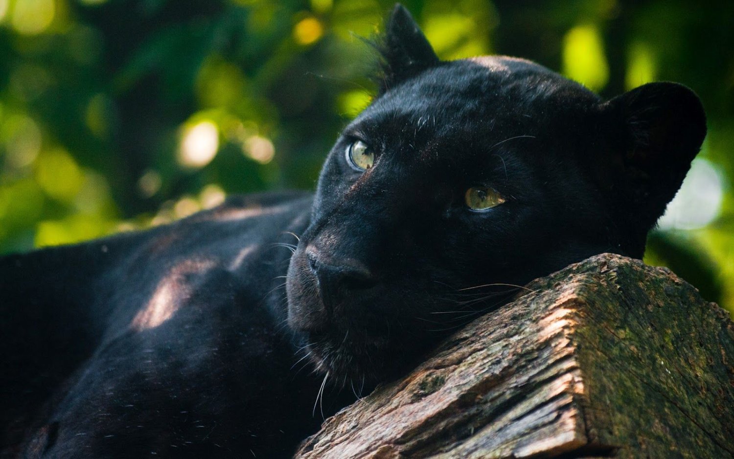 Renelvon's profile banner image