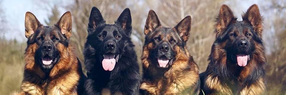 GSD LOVERS WORLD's banner