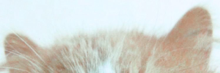 GUILEFULFELINE's profile banner image