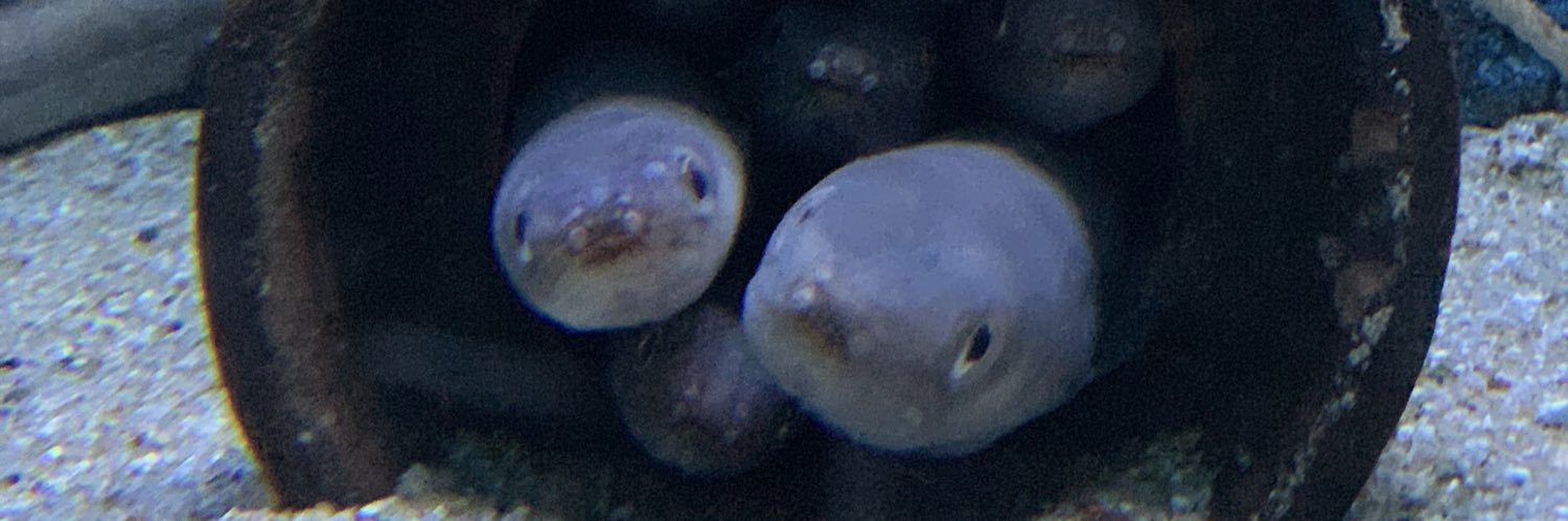 けん banner
