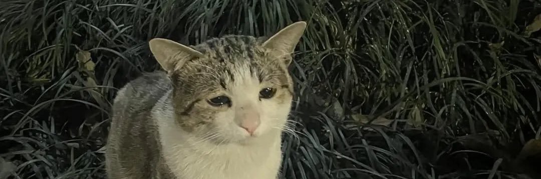 mianzzrr's profile banner image