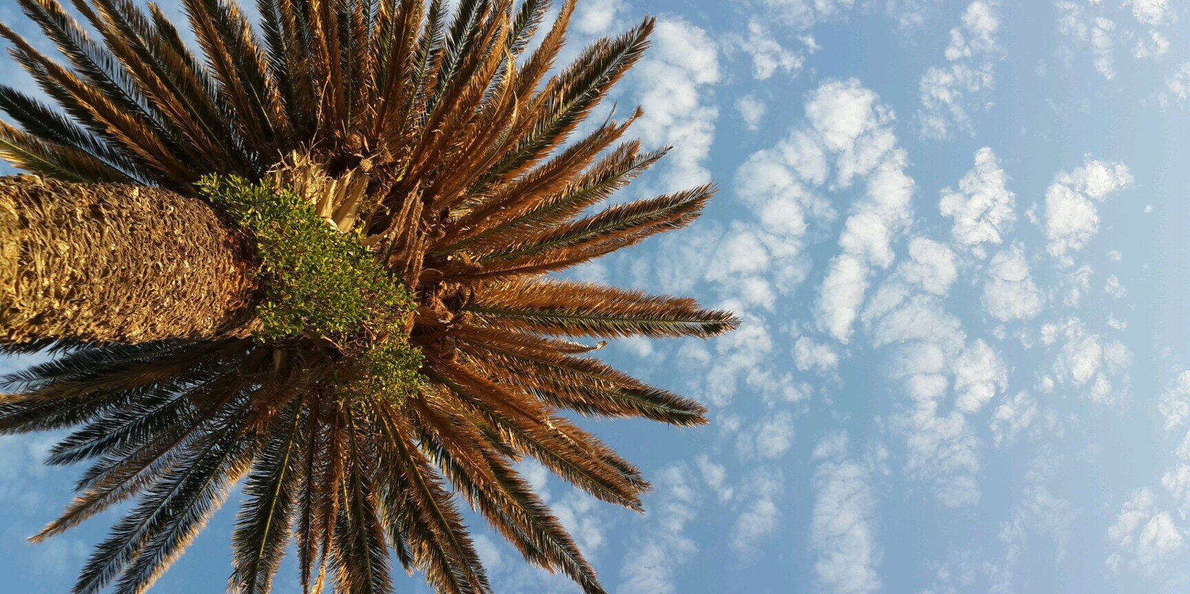 luke van der spuy ☭☆ banner