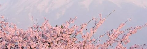 L_Krotova's profile banner image