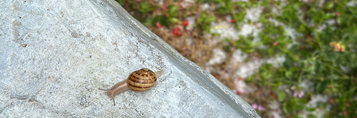 Som¡ ꩜🐞 banner