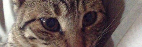 janne312's profile banner image