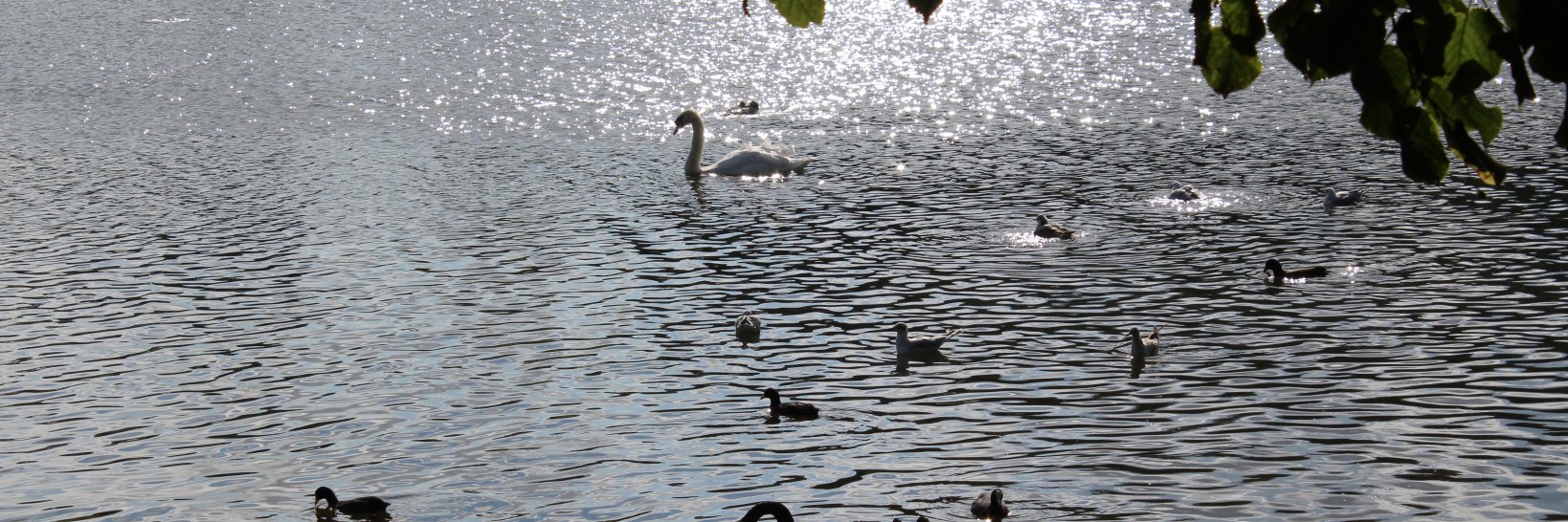 Prof Sagnik Bhattacharyya banner